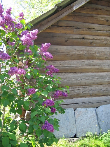 Stova i årestovene